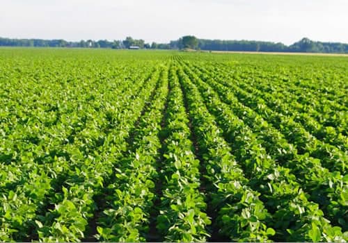 Caribbean farm fields — rows of fresh crops growing under open sky